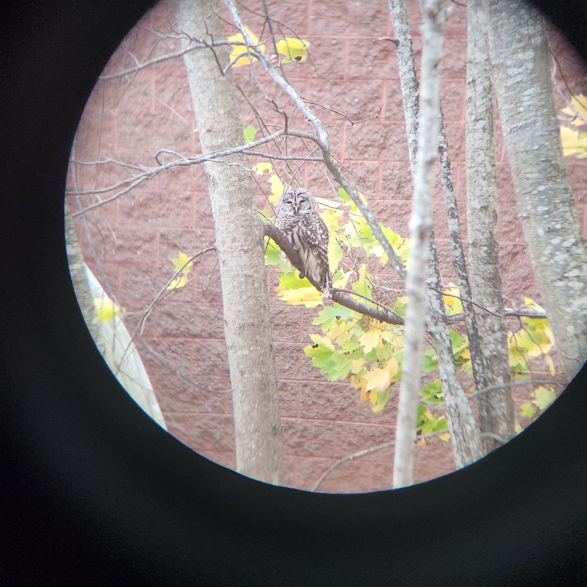 Barred Owl - ML626180655