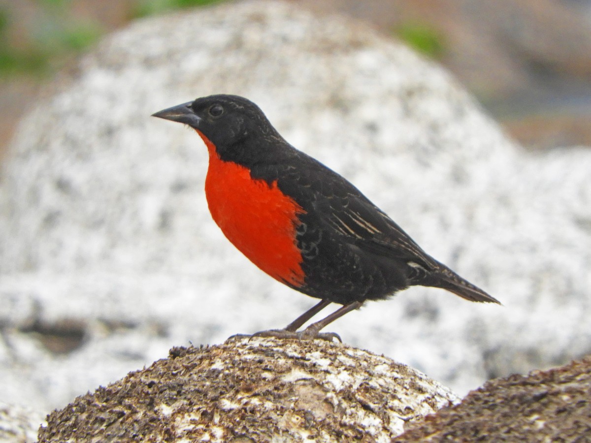 Red-breasted Meadowlark - ML626180771