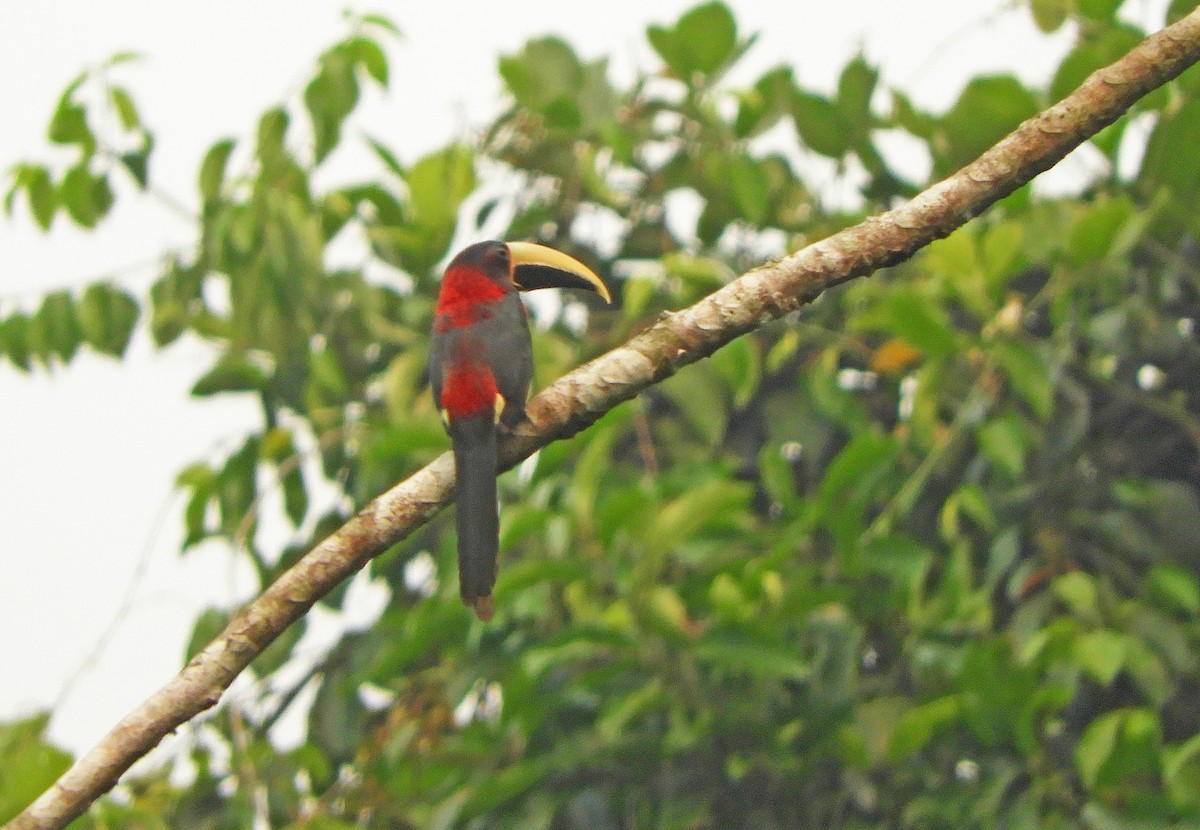 Red-necked Aracari - ML626180819