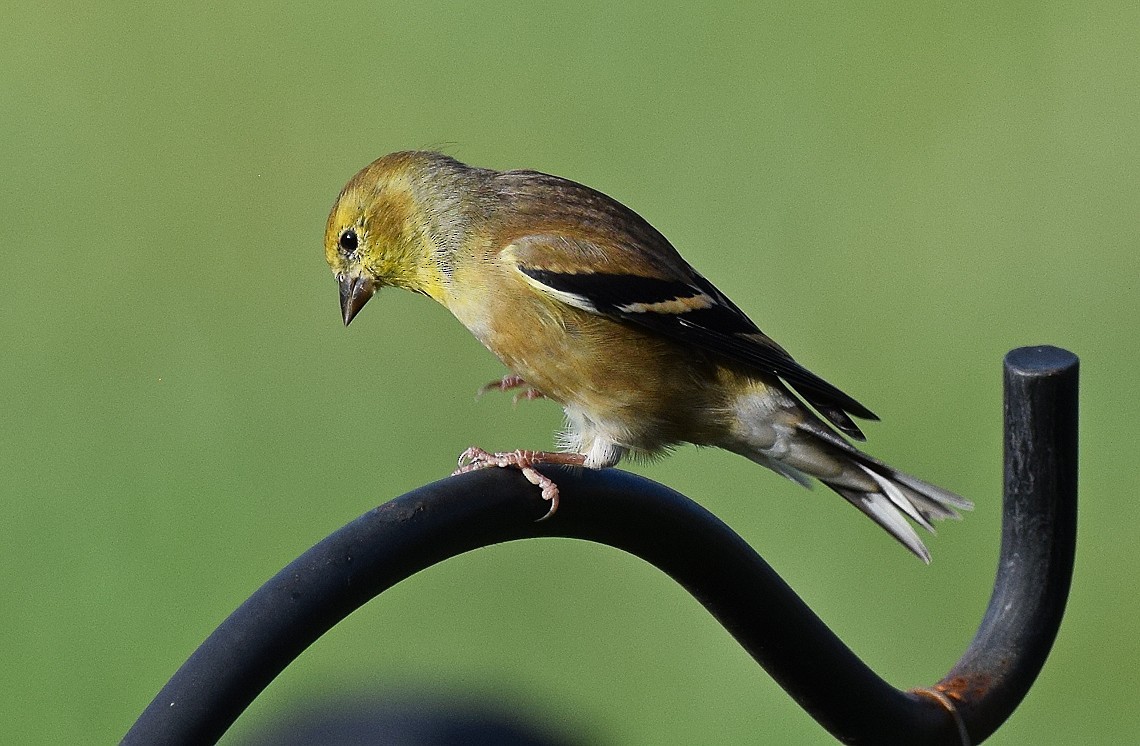 American Goldfinch - ML626180917