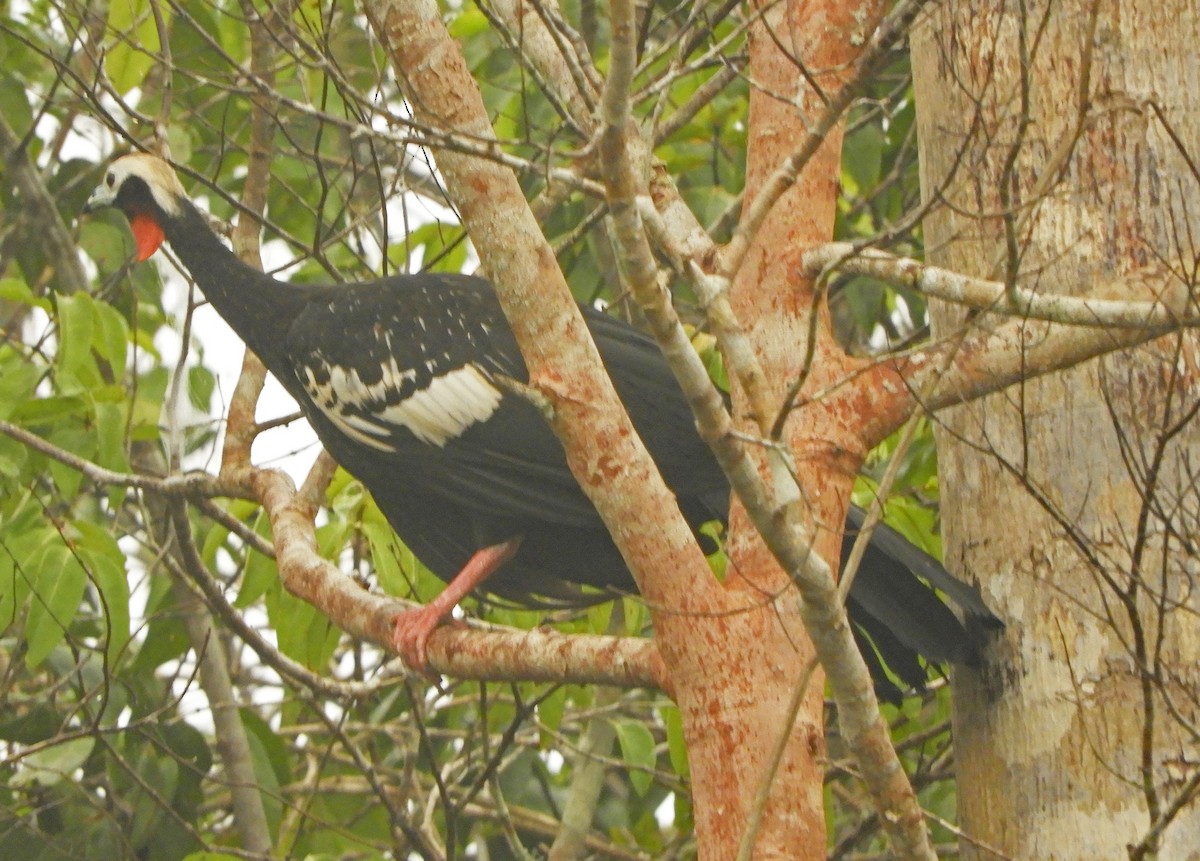 Red-throated Piping-Guan - ML626180942