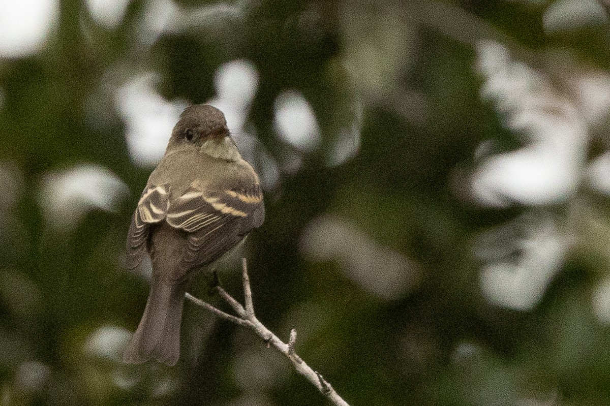 Eastern Wood-Pewee - ML626181185