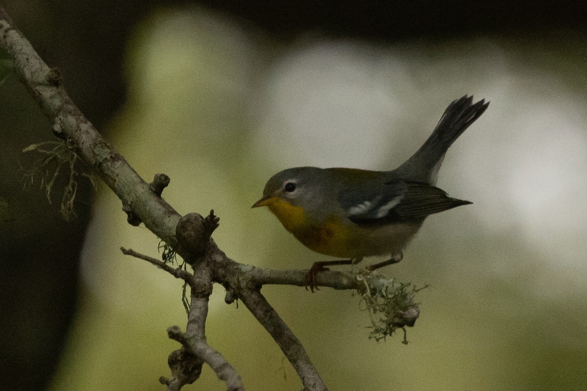 Northern Parula - ML626181189