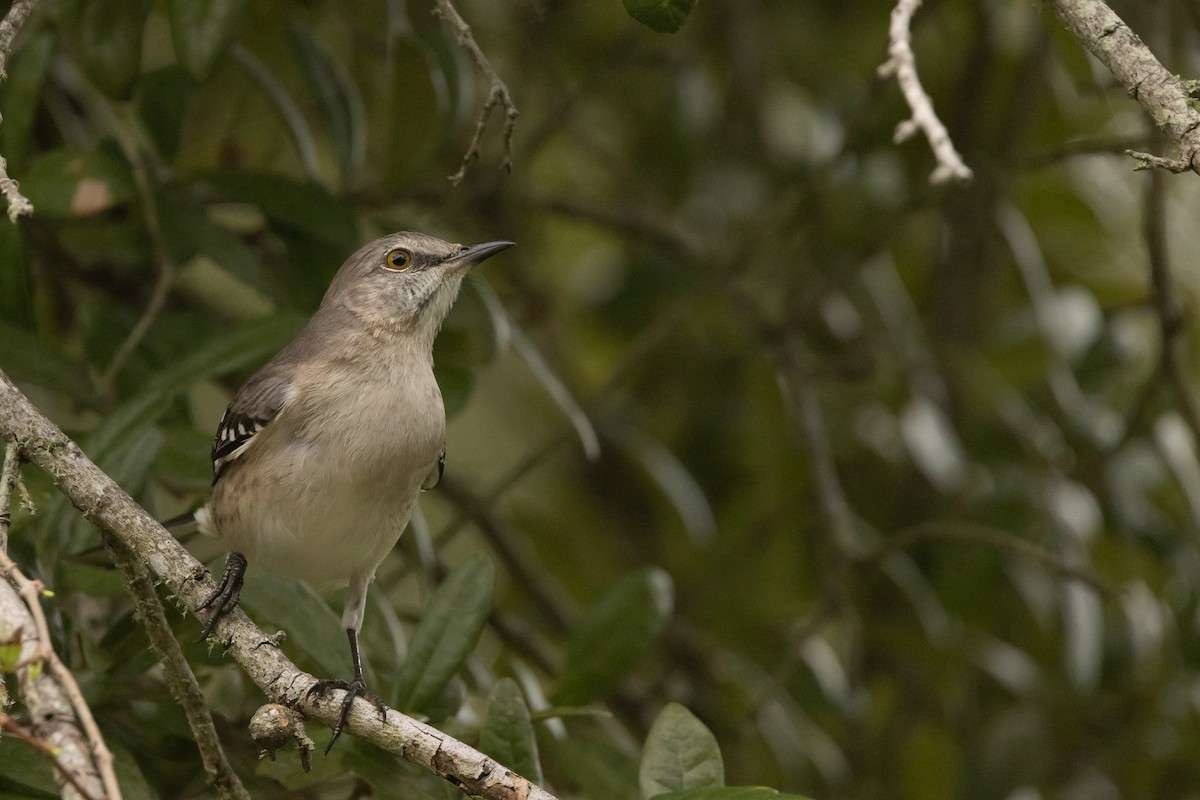 Northern Mockingbird - ML626181190