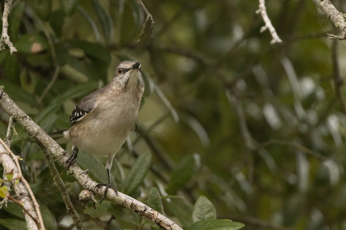 Northern Mockingbird - ML626181191