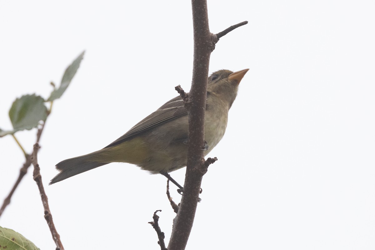 Western Tanager - ML626181202