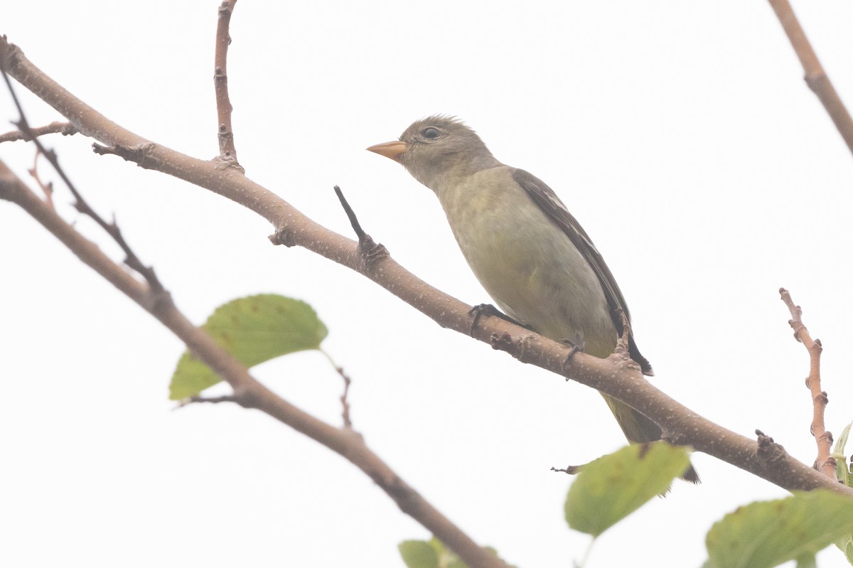 Western Tanager - ML626181203