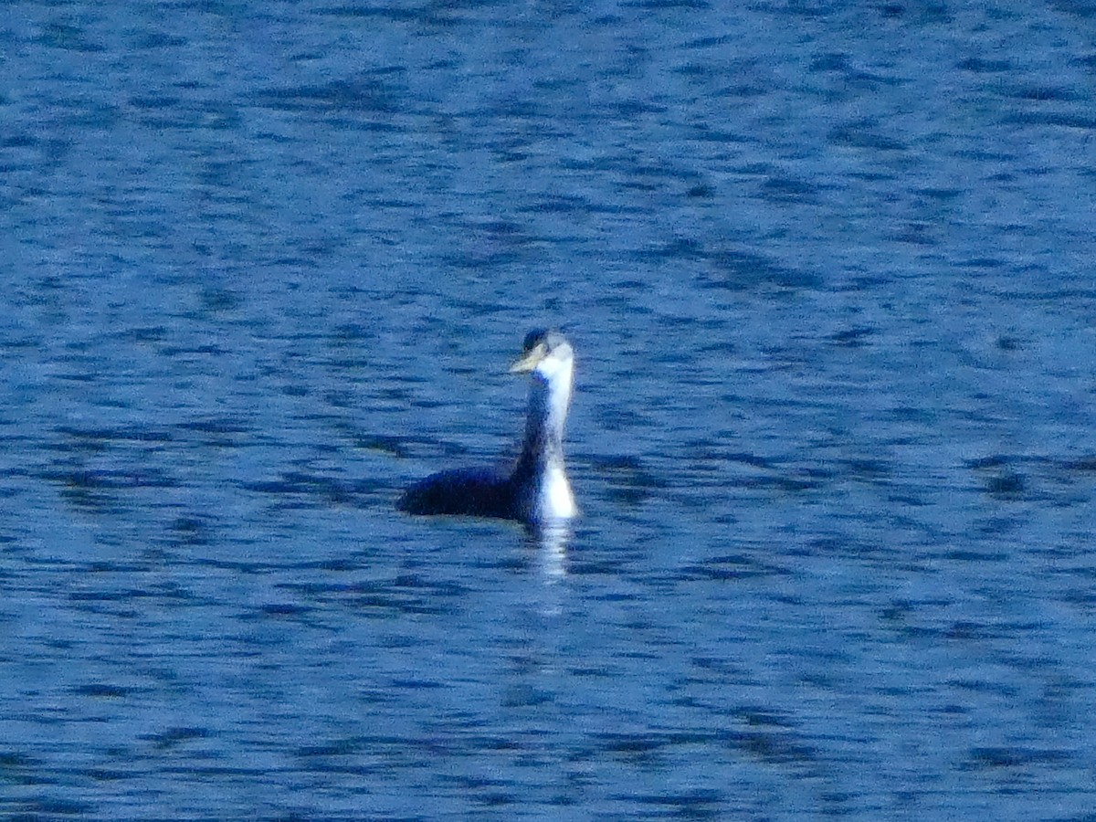 Red-necked Grebe - ML626181264