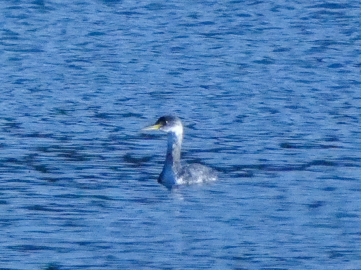 Red-necked Grebe - ML626181265