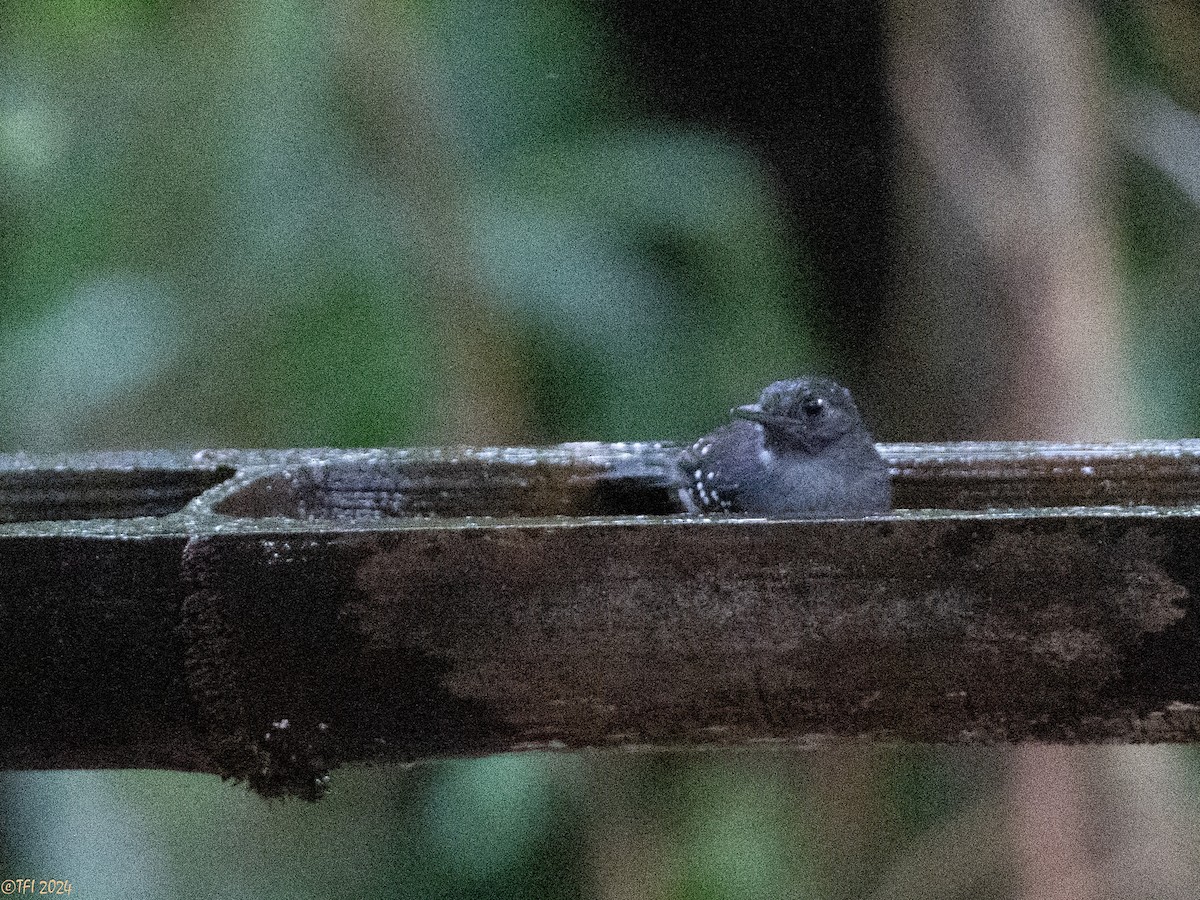 Rufous-faced Antbird - ML626181358
