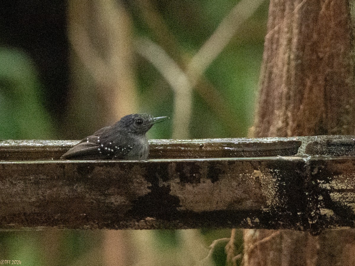 Rufous-faced Antbird - ML626181363