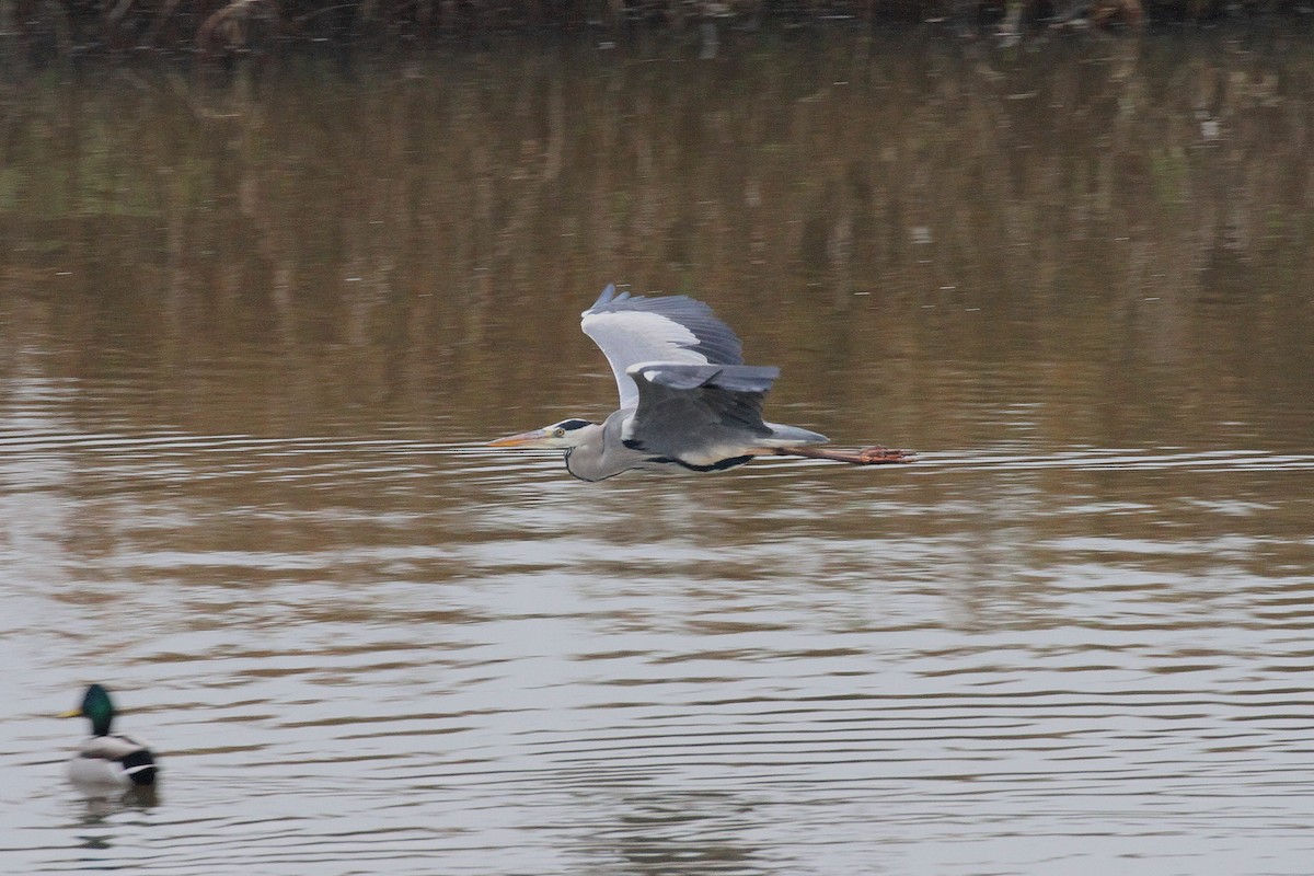 Gray Heron - ML626181373