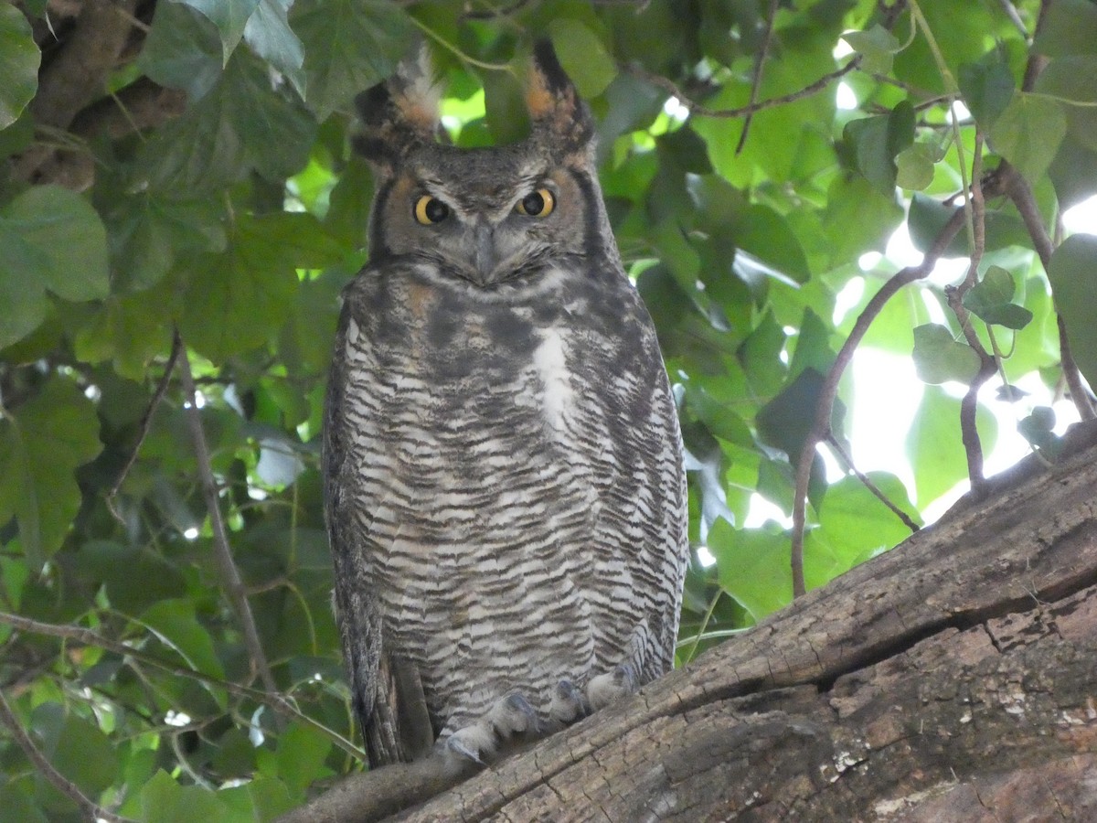 Great Horned Owl - ML626181502