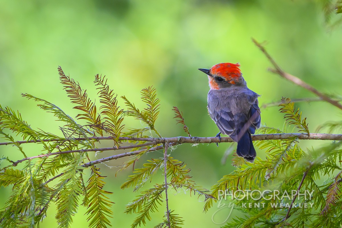 Vermilion Flycatcher - ML626181555