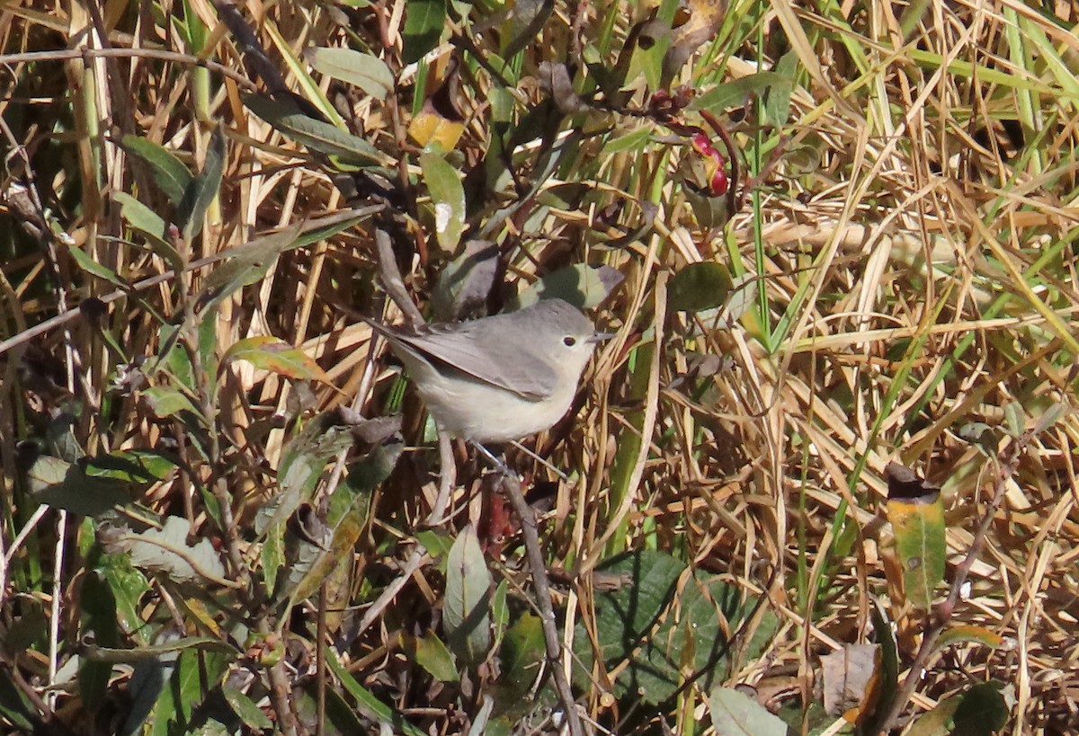 Lucy's Warbler - ML626181585