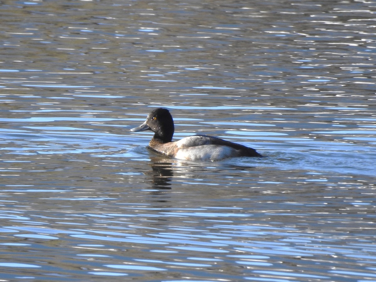 Lesser Scaup - ML626181595