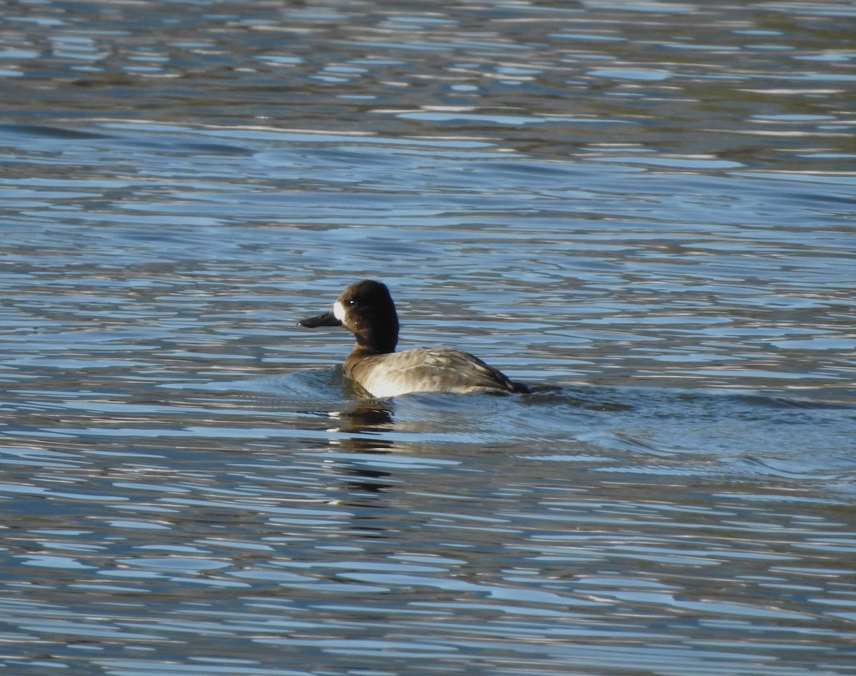 Lesser Scaup - ML626181602
