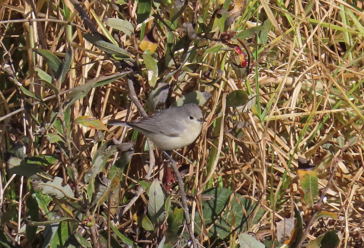 Lucy's Warbler - ML626181614