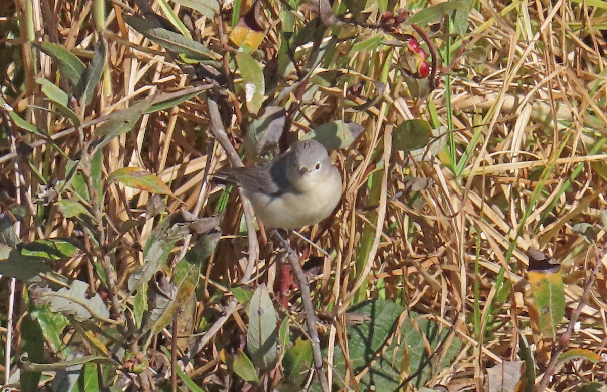 Lucy's Warbler - ML626181651