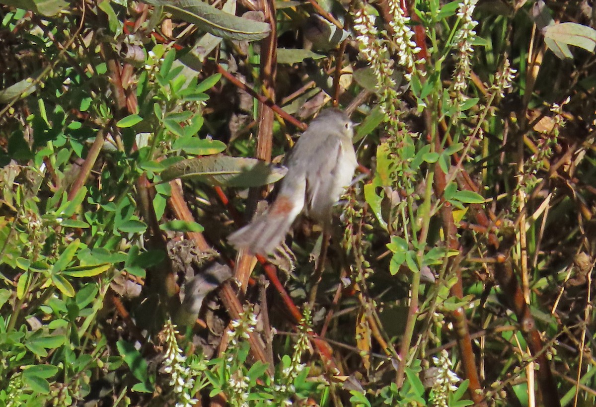 Lucy's Warbler - ML626181658