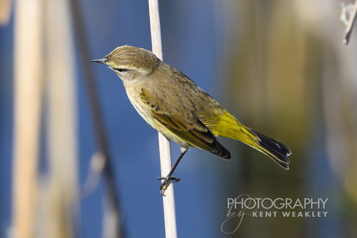 Palm Warbler - ML626181662