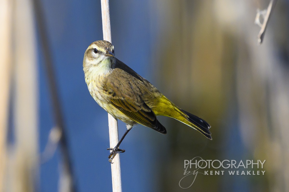 Palm Warbler - ML626181663