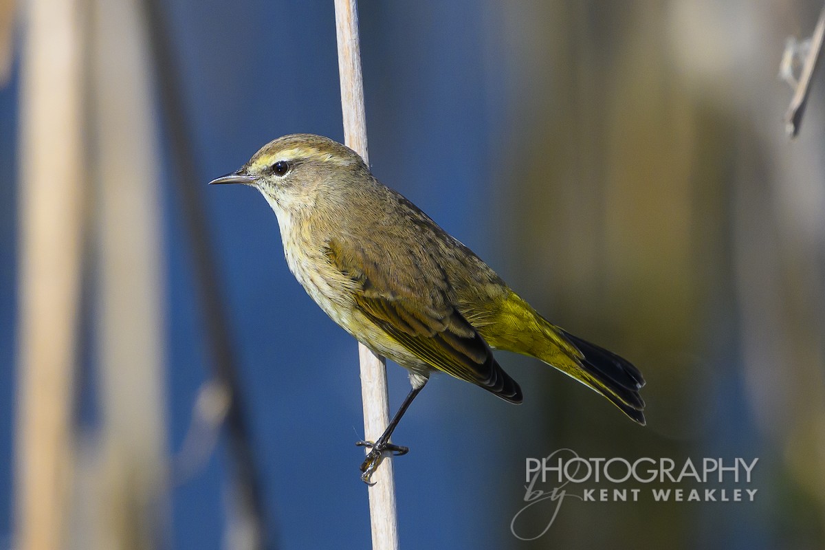 Palm Warbler - ML626181664