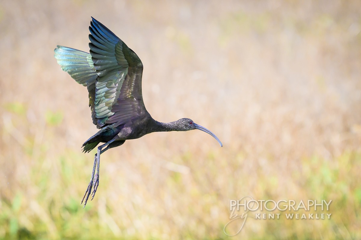 White-faced Ibis - ML626181676