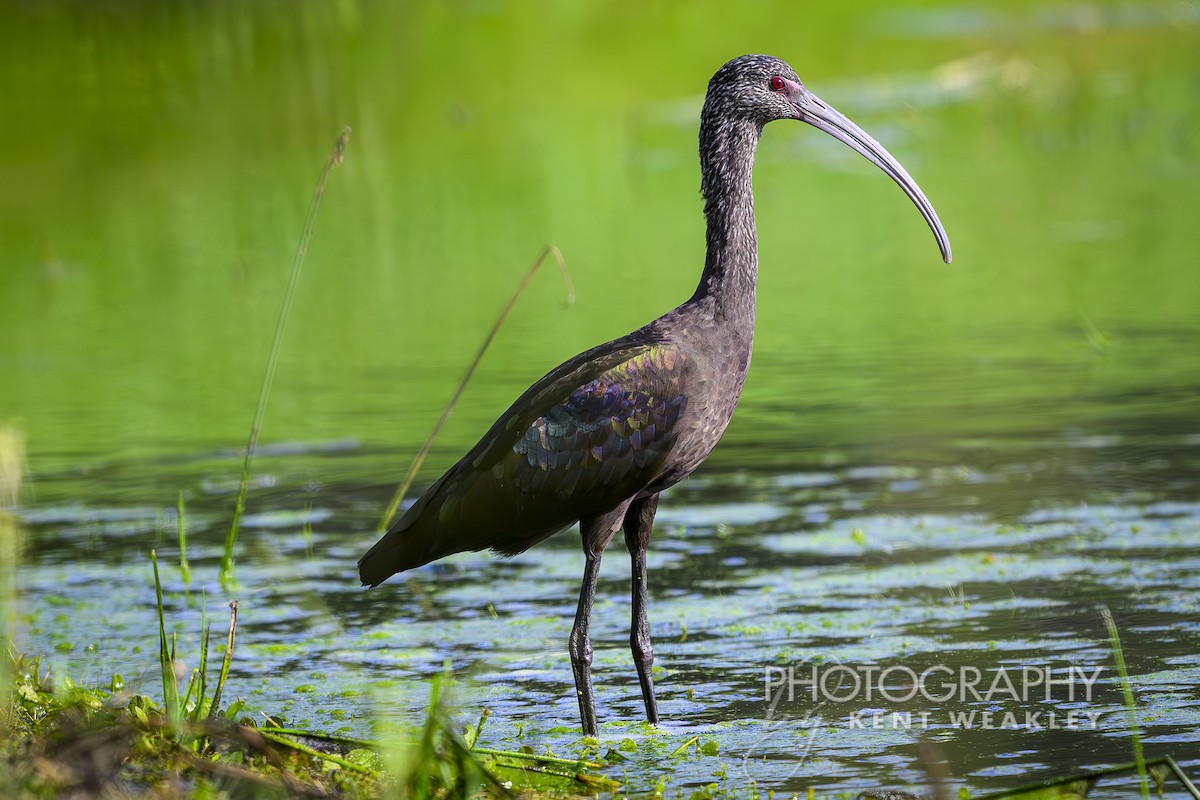 White-faced Ibis - ML626181677