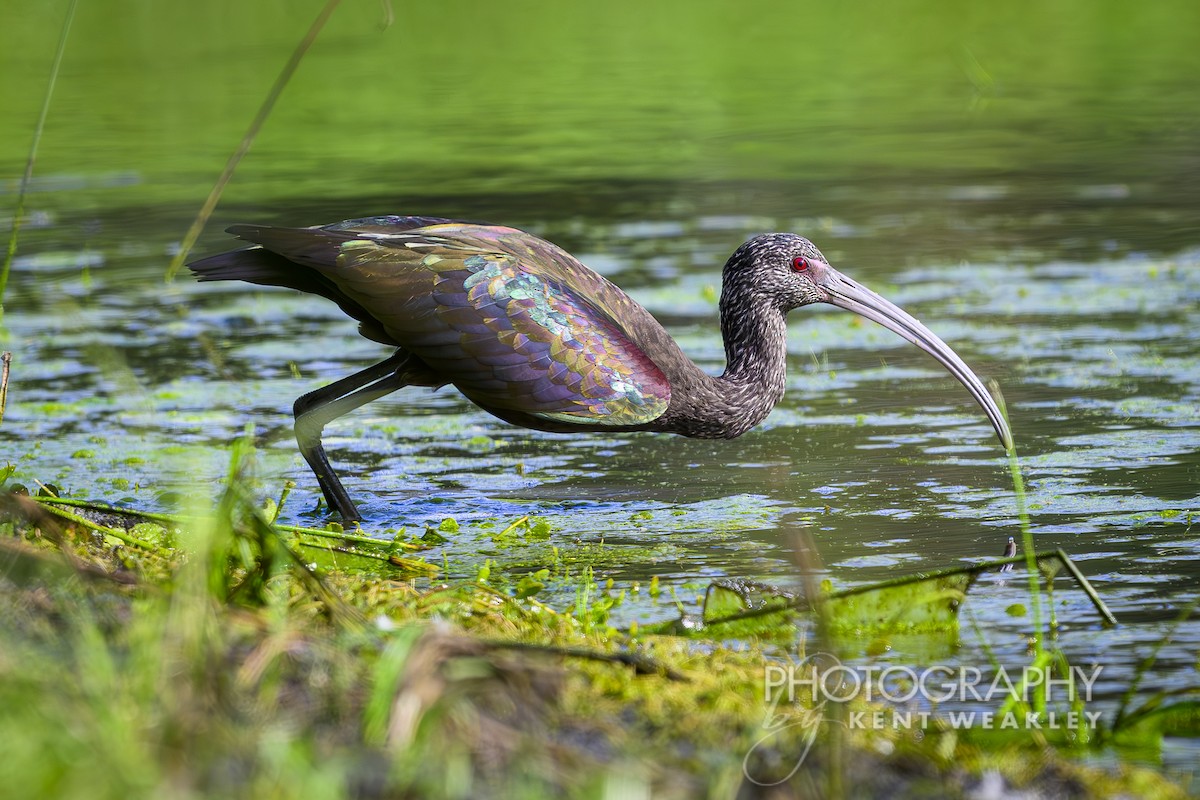 White-faced Ibis - ML626181678