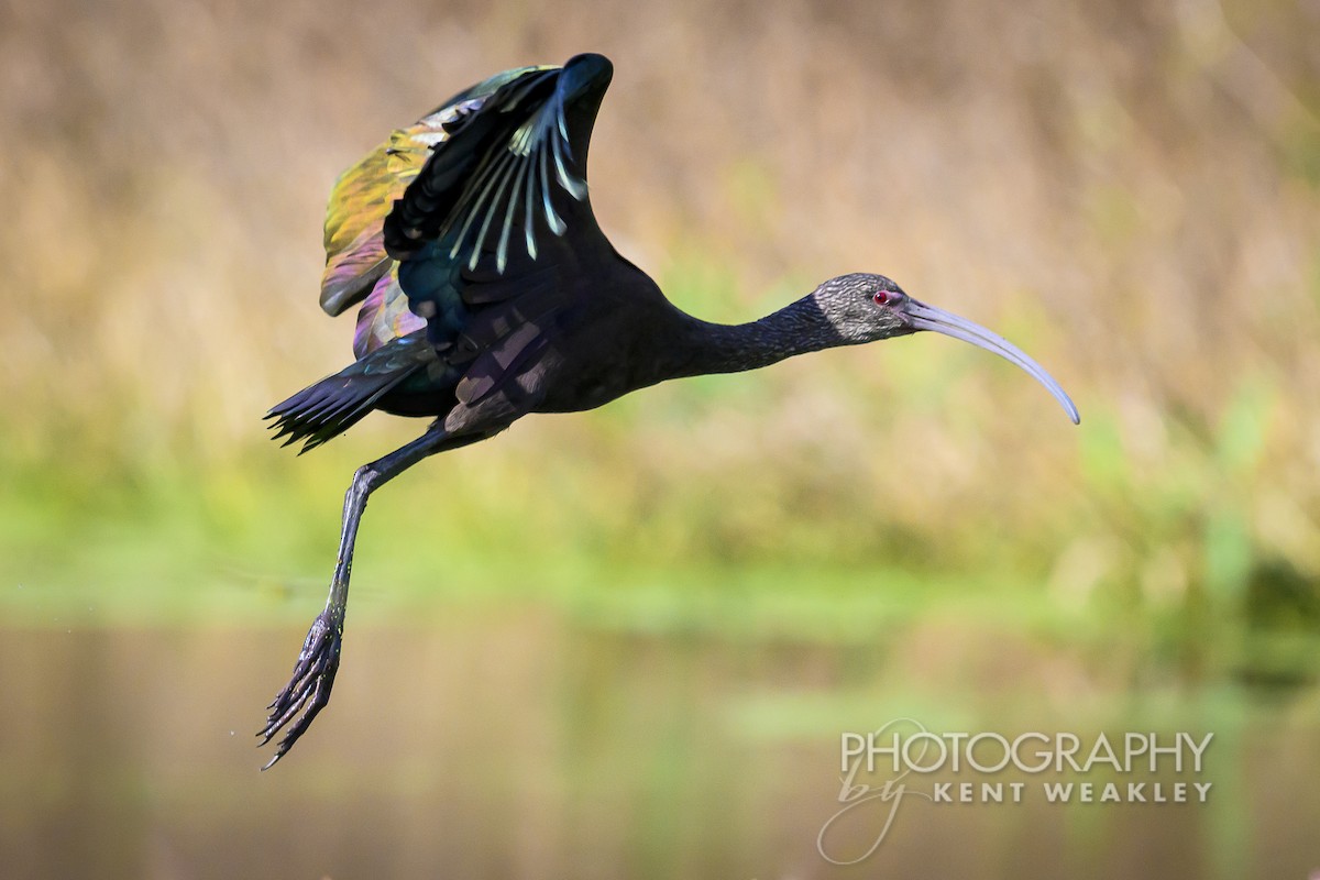 White-faced Ibis - ML626181679