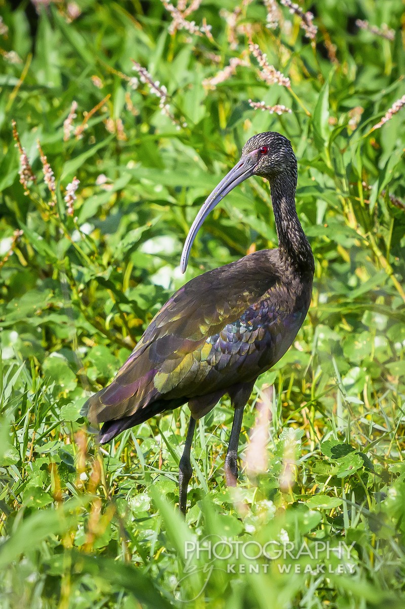 White-faced Ibis - ML626181680