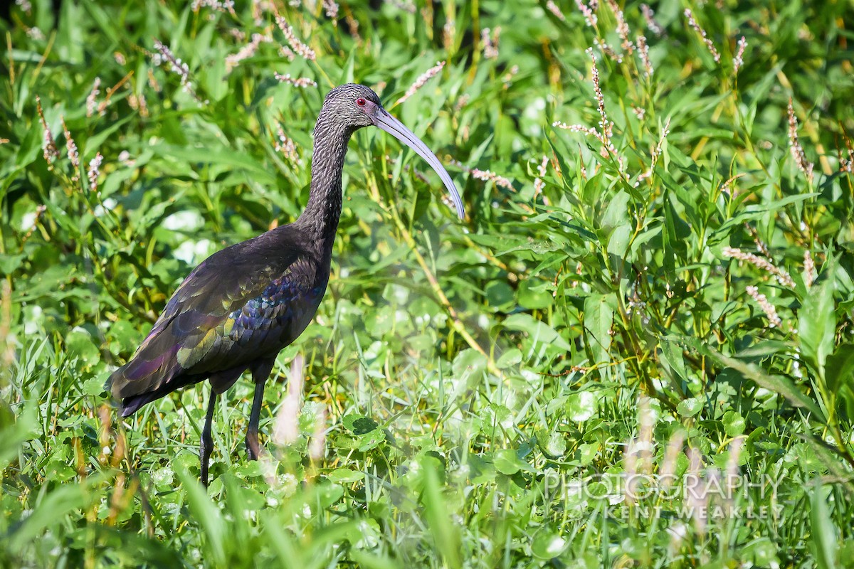 White-faced Ibis - ML626181681