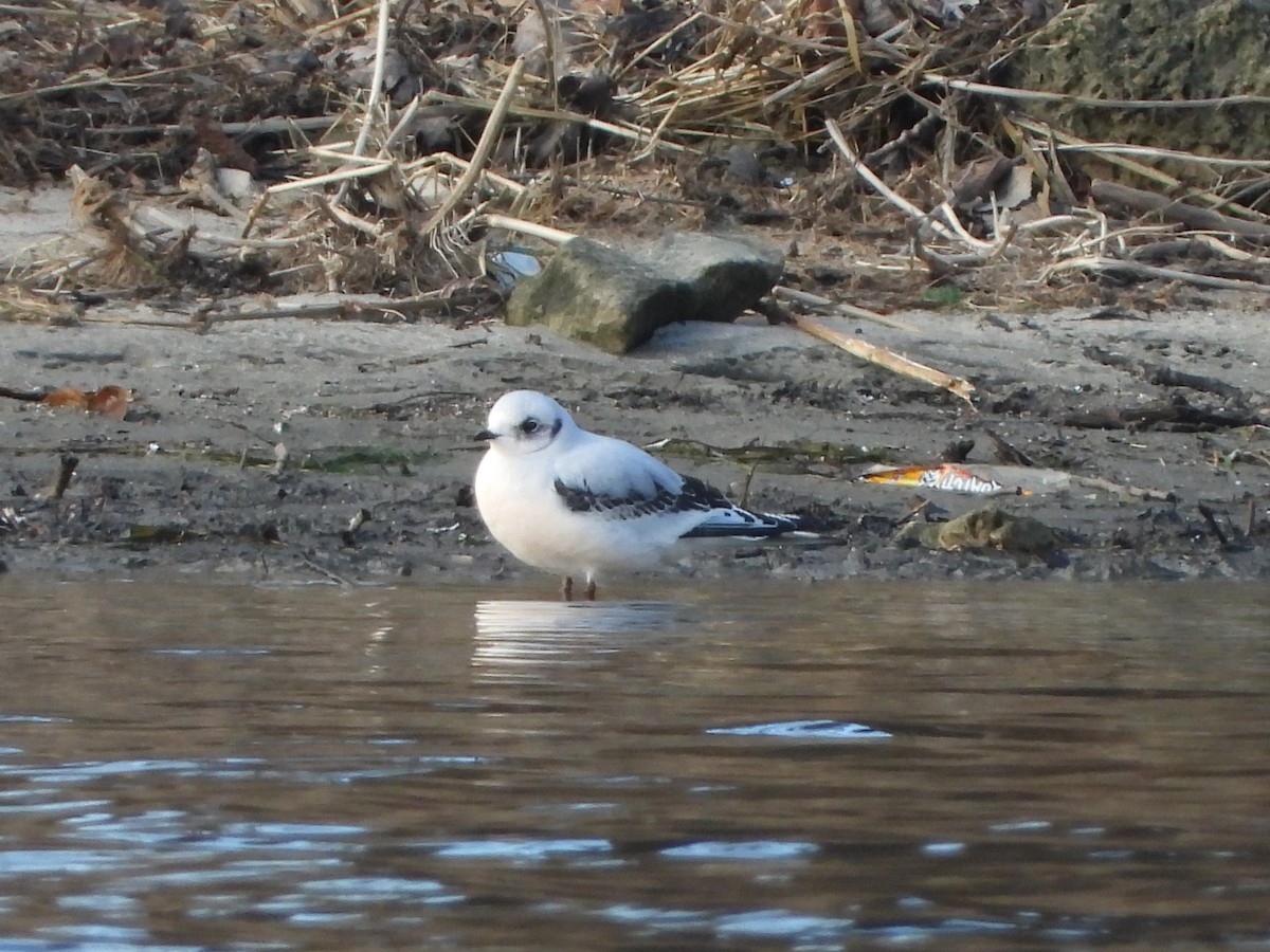 Ross's Gull - ML626181700
