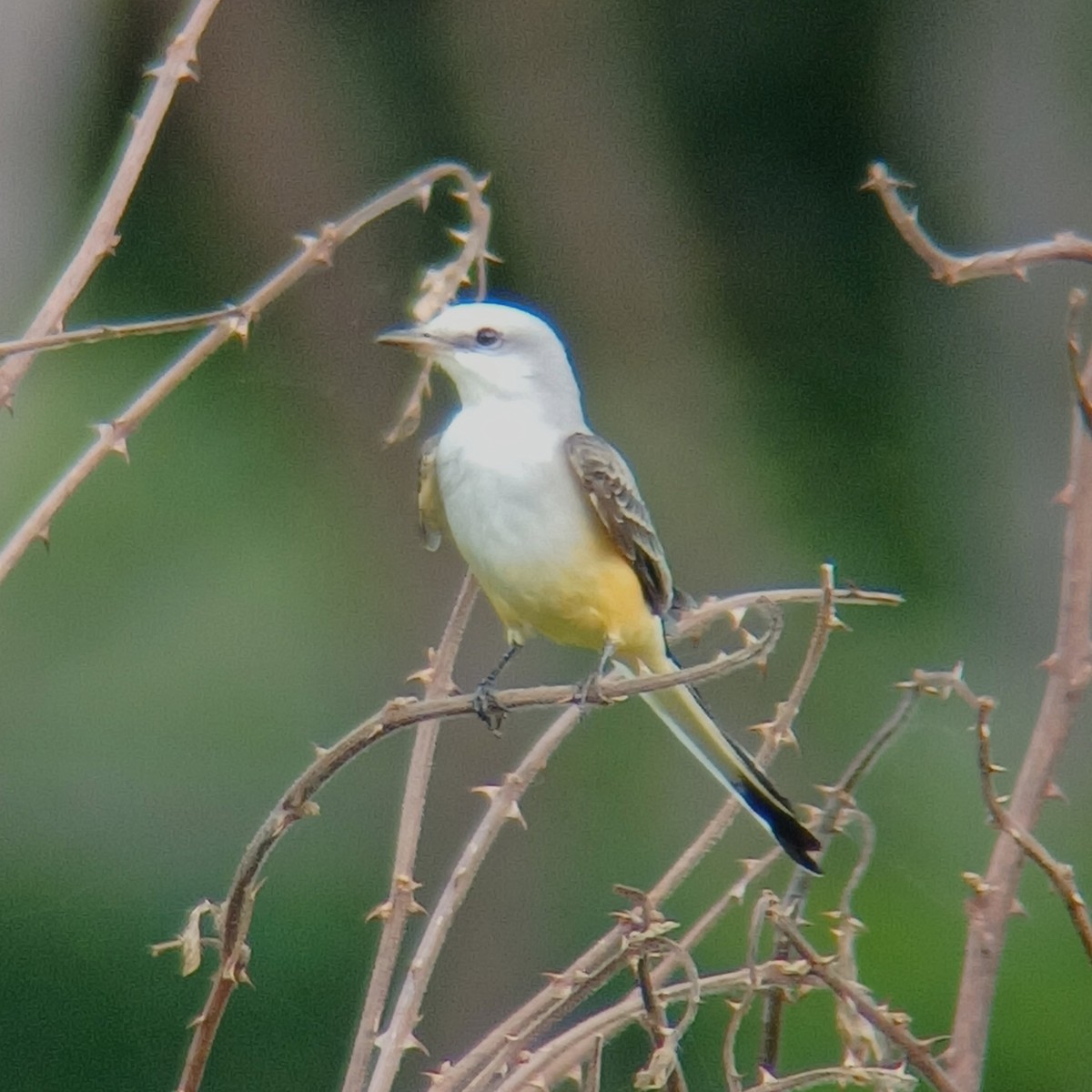 Scissor-tailed Flycatcher - ML626181807