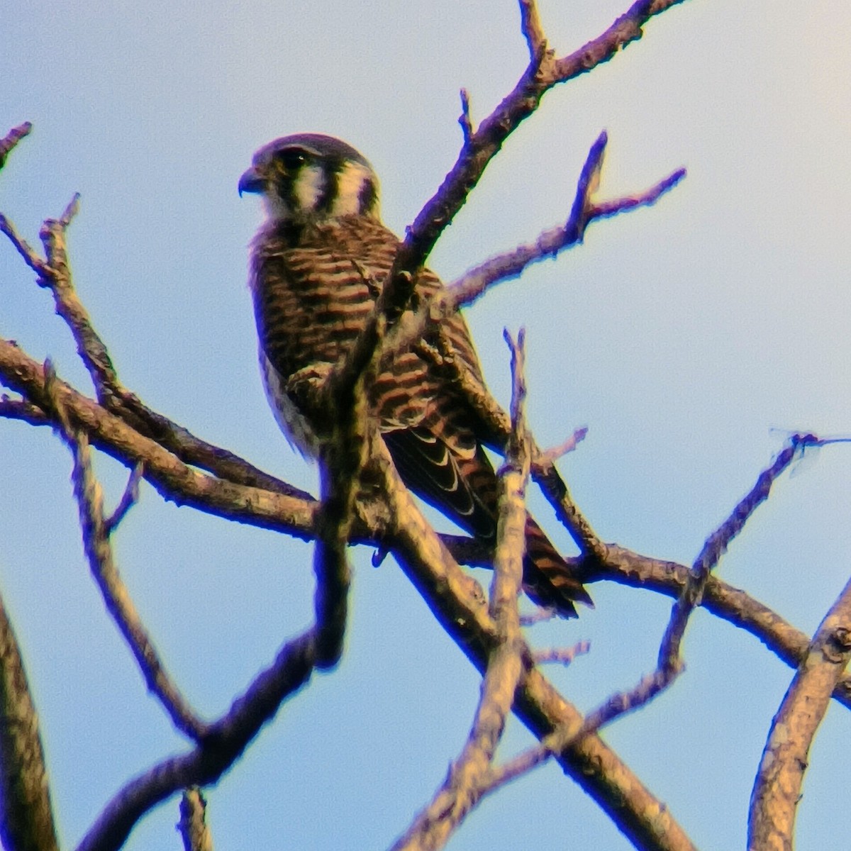 American Kestrel - ML626181834