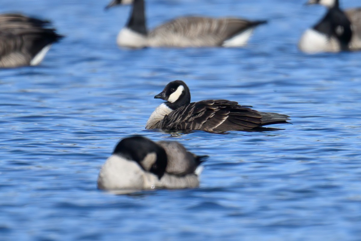Cackling Goose - ML626181887