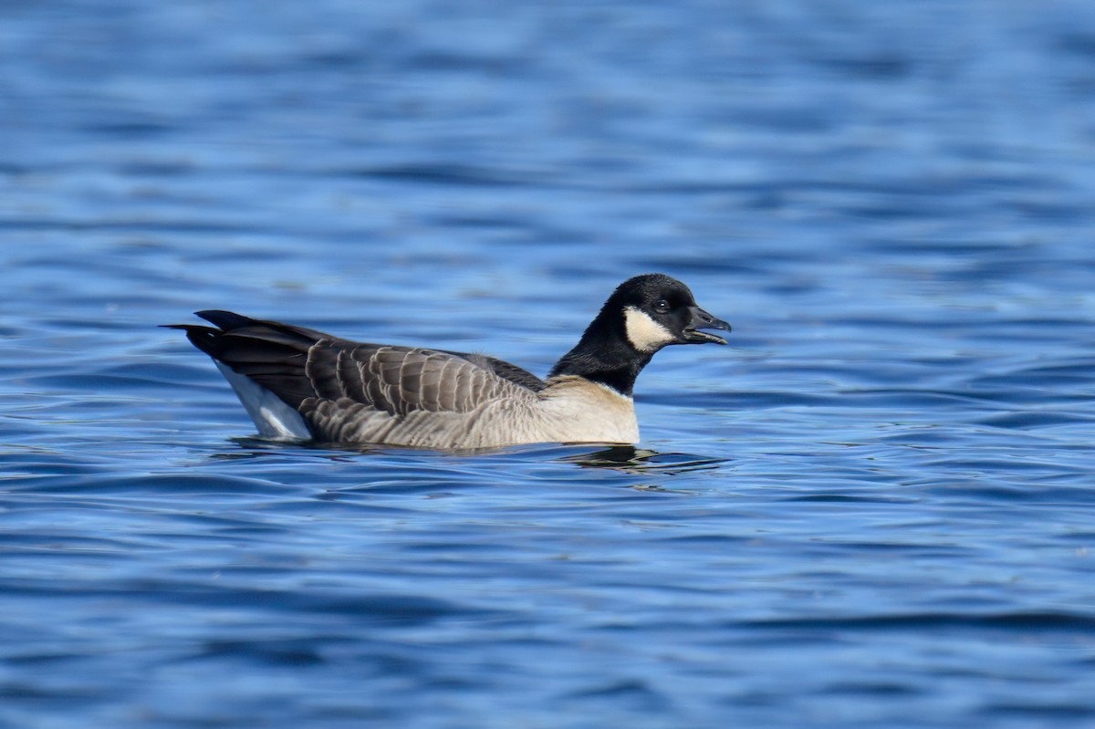 Cackling Goose - ML626181888