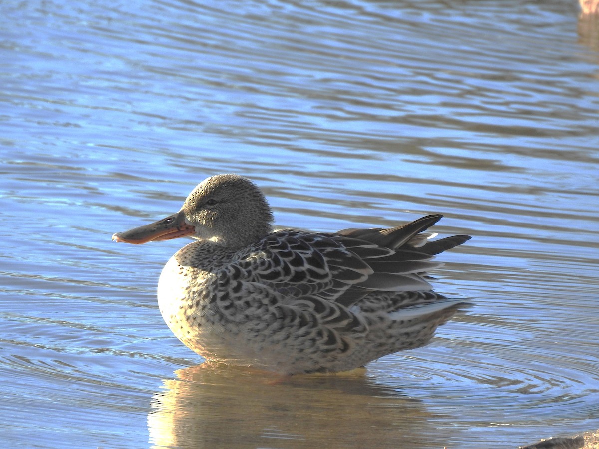 מרית צפונית - ML626182008