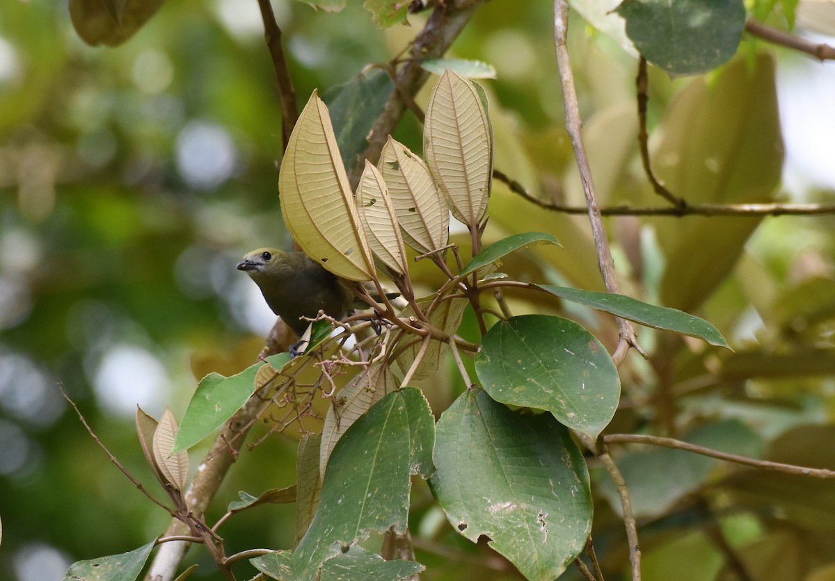 Palm Tanager - ML62618211