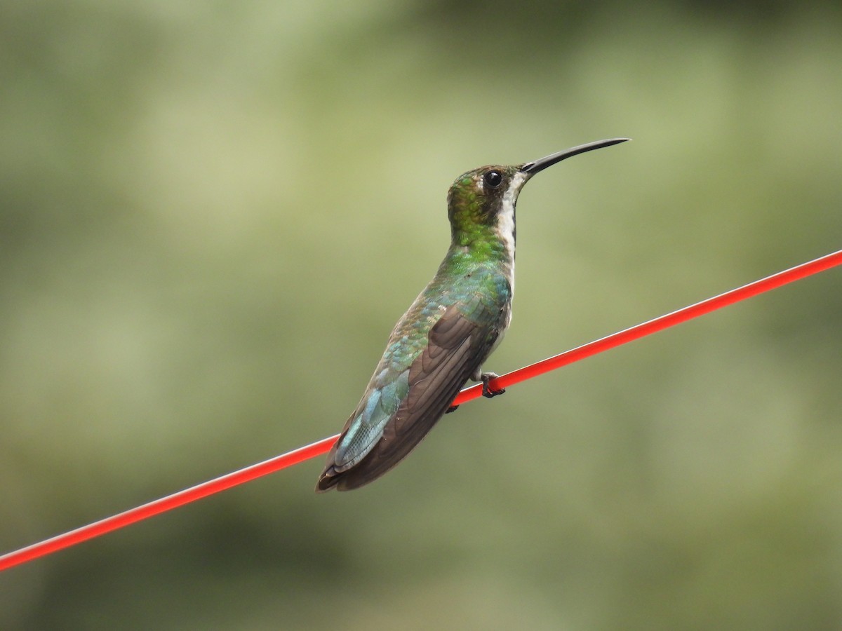 Black-throated Mango - ML626182185