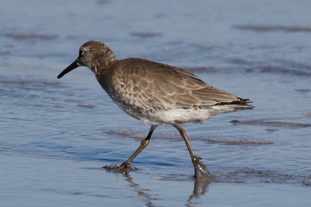 Red Knot - ML626182476