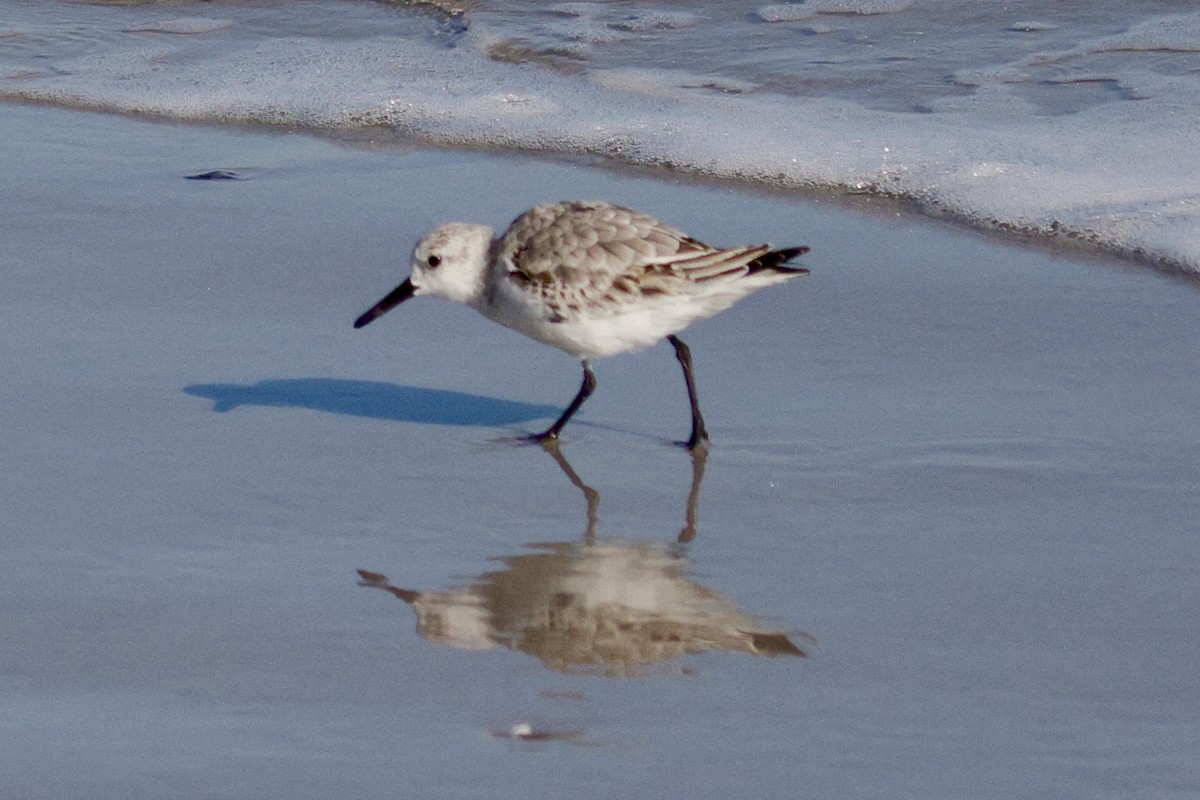 Sanderling - ML626182516