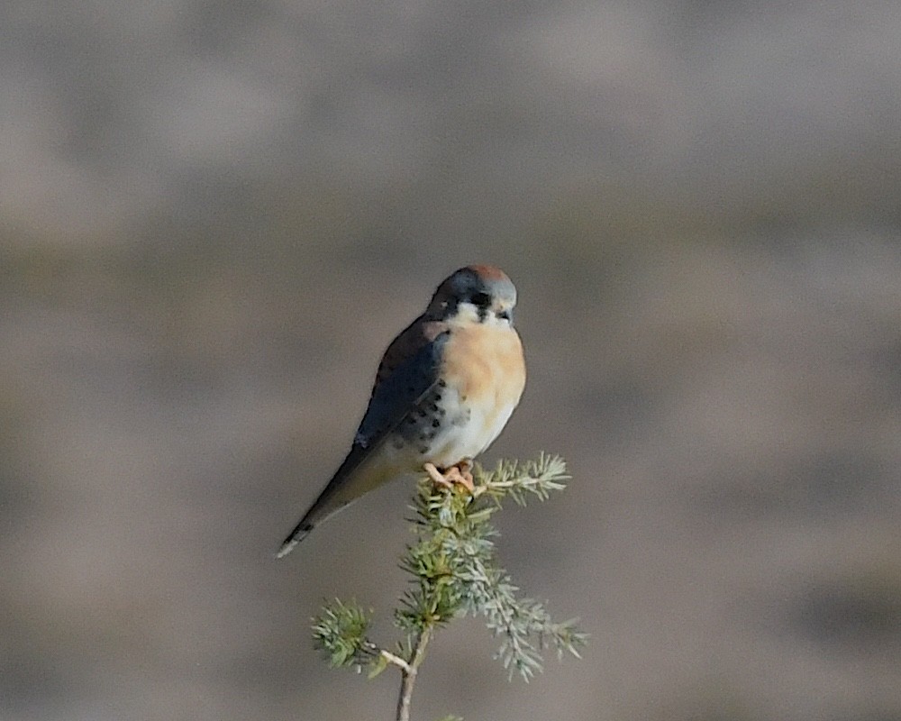 American Kestrel - ML626182548