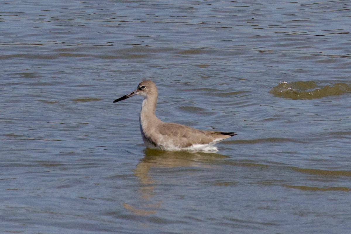 Willet - ML626182569