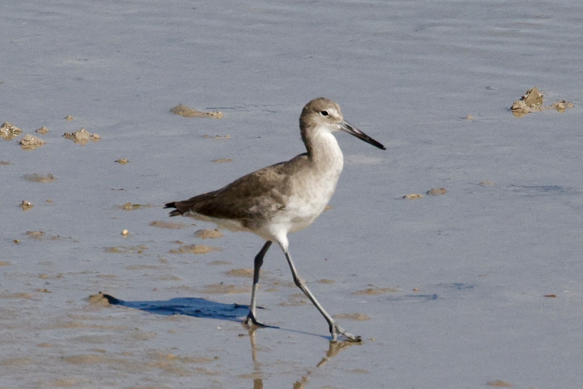 Willet - ML626182570