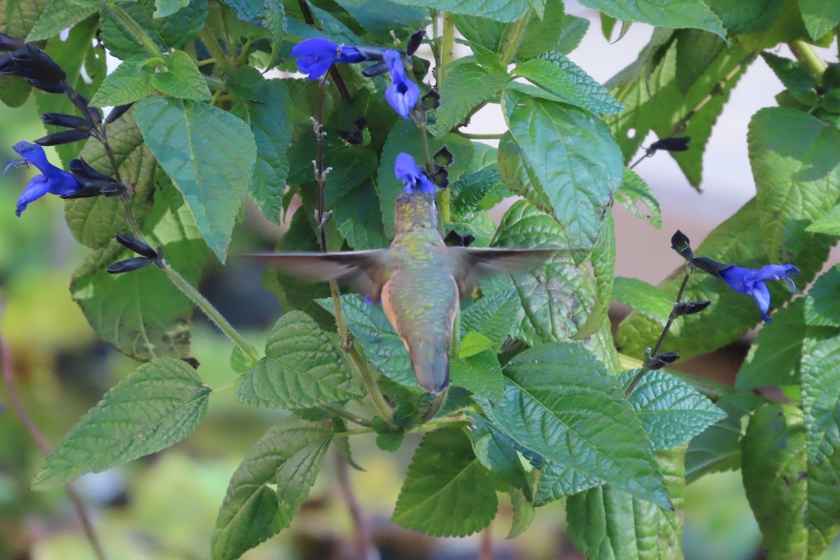 Rufous/Allen's Hummingbird - ML626182590