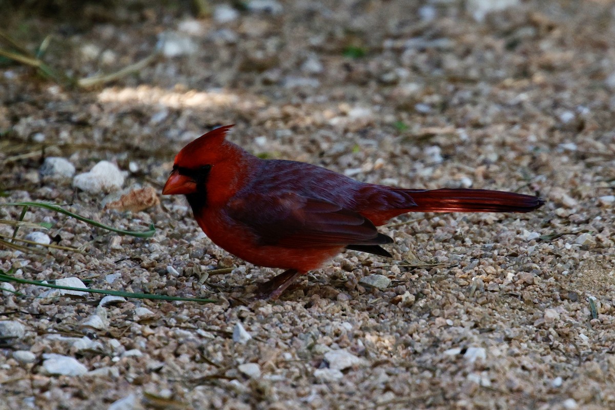 Northern Cardinal - ML626182591