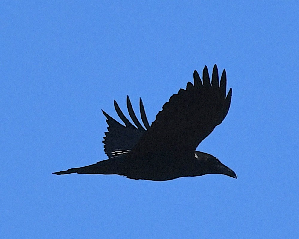 Common Raven - ML626182595