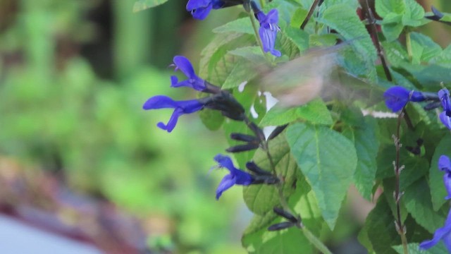 Colibri roux ou C. d'Allen - ML626182638